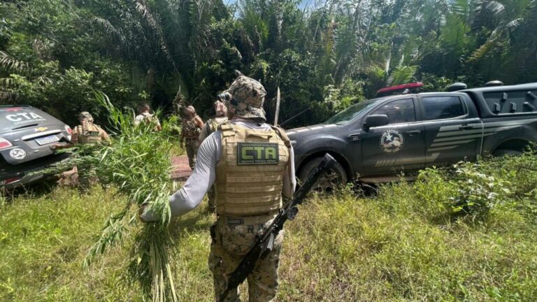 Ação das forças de segurança erradicam plantação com 20 mil pés de maconha na Baixada Maranhense