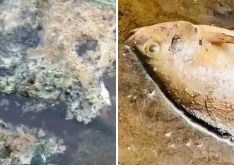 Suspeita de poluição em igarapé afeta pesca e preocupa famílias na zona rural de São Luís